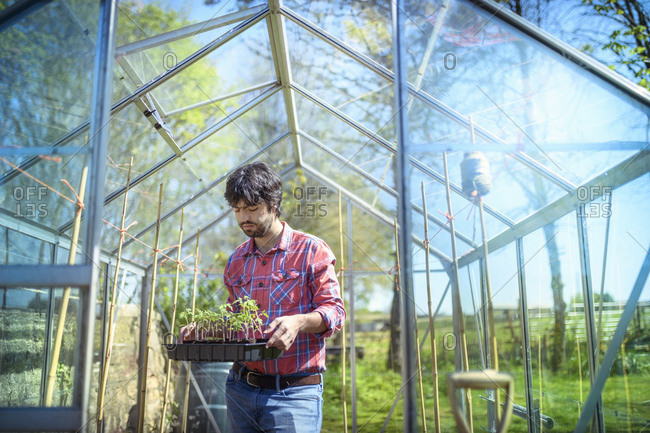 Gardener planting out tomato seedlings in greenhouse in spring in organic vegetable garden