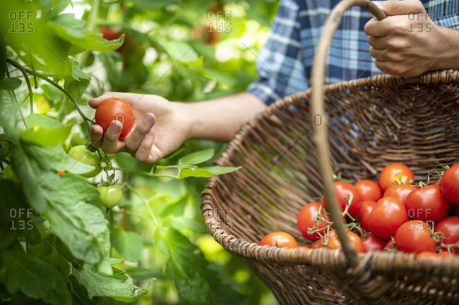 Gardener picking ripe Crimson Crush tomatoes in late summer in greenhouse of organic vegetable garden