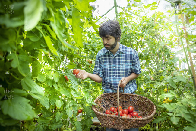 Gardener picking ripe Crimson Crush tomatoes in late summer in greenhouse of organic vegetable garden
