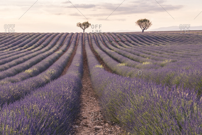 Lavender field at Valensole in the sunset, Provence, southern France