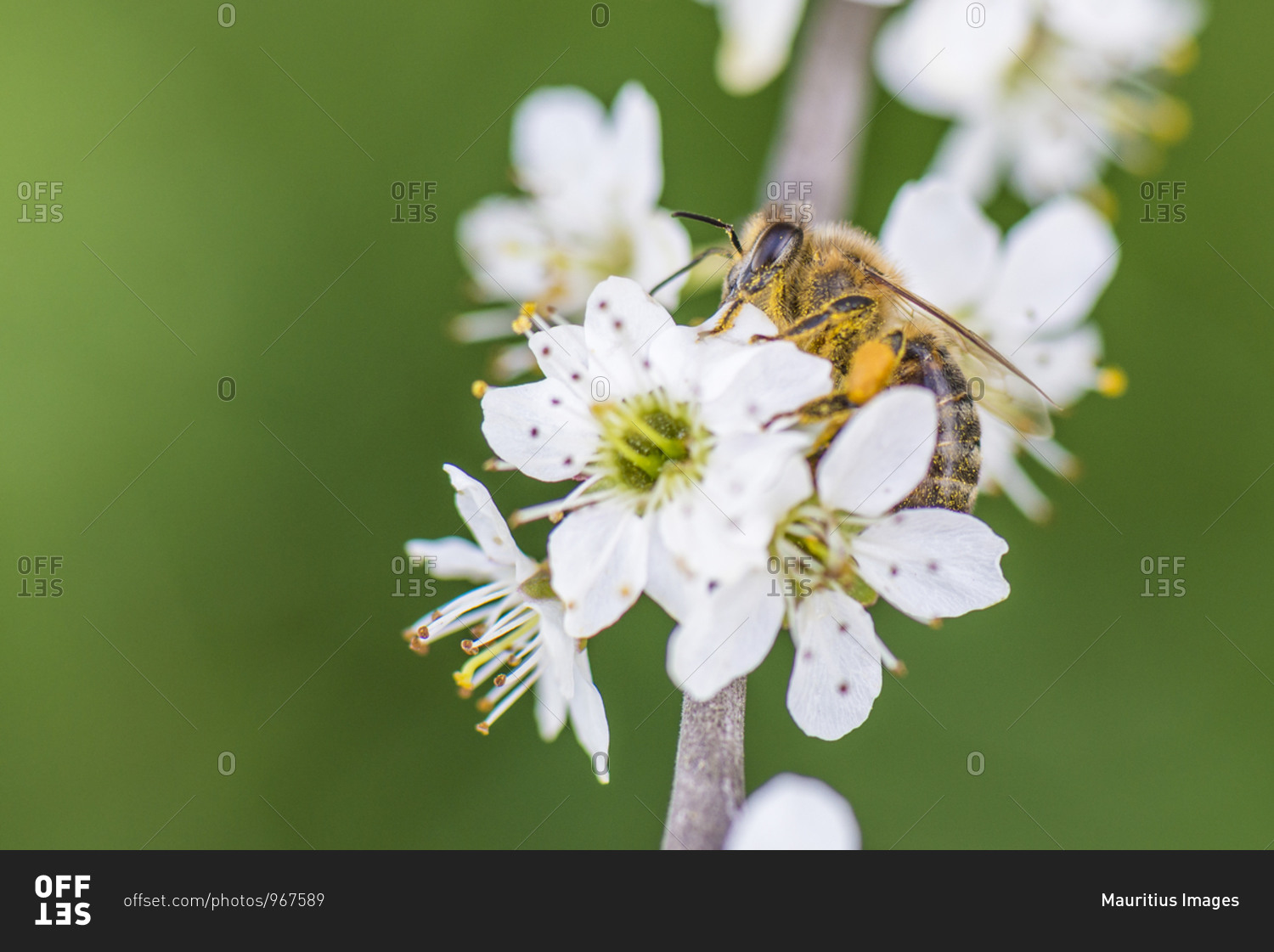 Spring, cherry blossom with honeybee