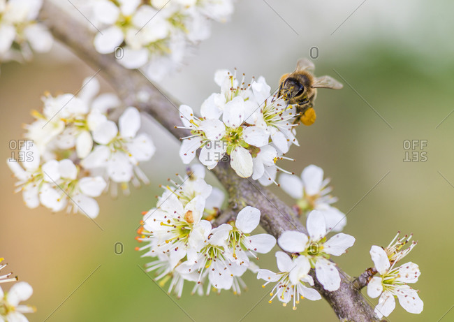 Spring, cherry blossom with honeybee