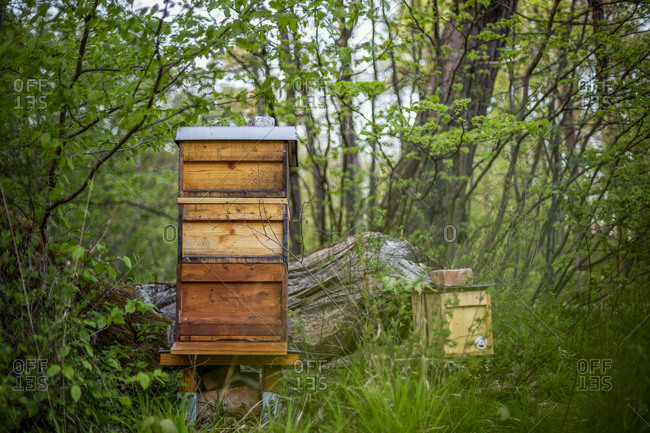Germany- Bavaria- Munich- Beehives in forest apiary