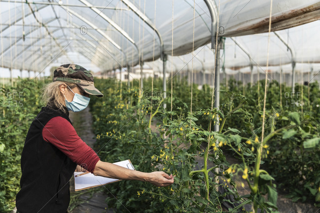 Female farm worker with surgical mask checking the growth of organic tomatoes in a greenhouse