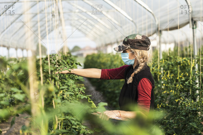 Female farm worker with surgical mask checking the growth of organic tomatoes in a greenhouse