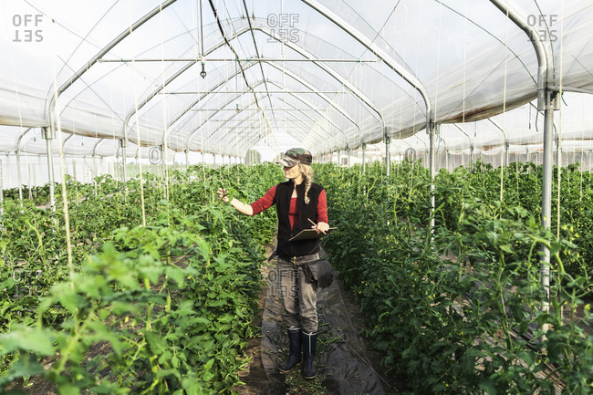 Female farm worker woman checking the growth of organic tomatoes in a greenhouse
