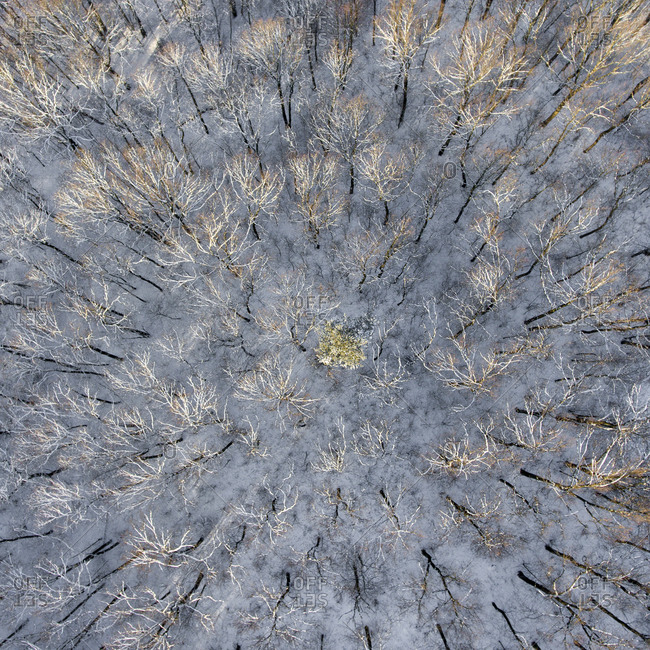 Aerial view of a forest in wintertime