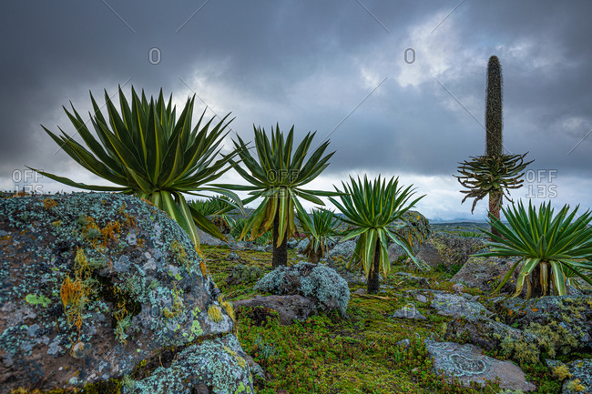 Giant lobelia trees with lush foliage growing on rocky terrain on background of stormy sky in Africa