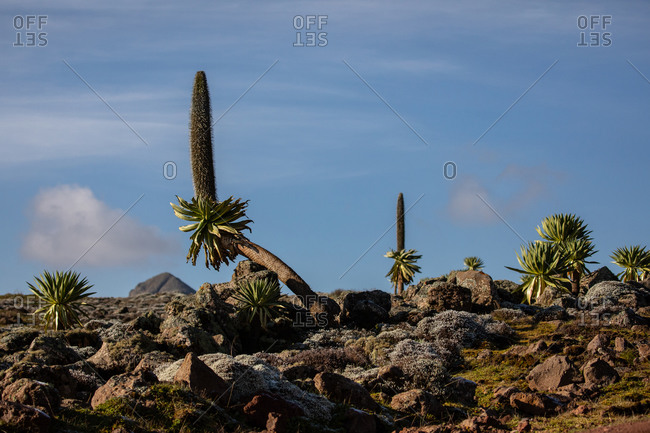Giant lobelia trees with lush foliage growing on rocky terrain on background of stormy sky in Africa