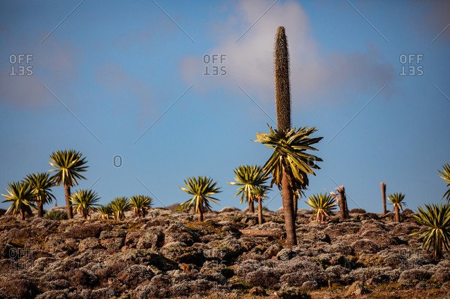 Giant lobelia trees with lush foliage growing on rocky terrain on background of stormy sky in Africa