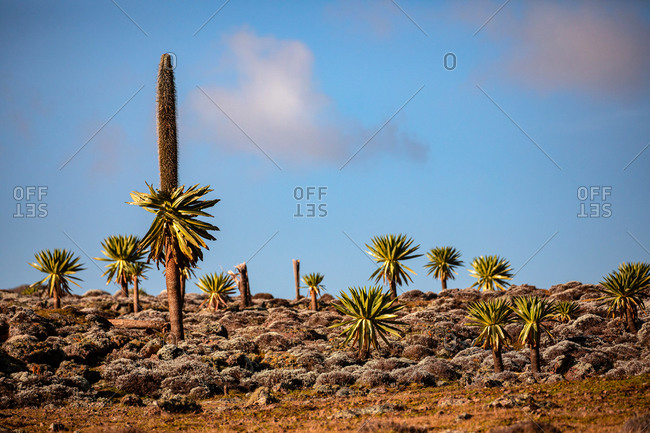 Giant lobelia trees with lush foliage growing on rocky terrain on background of stormy sky in Africa