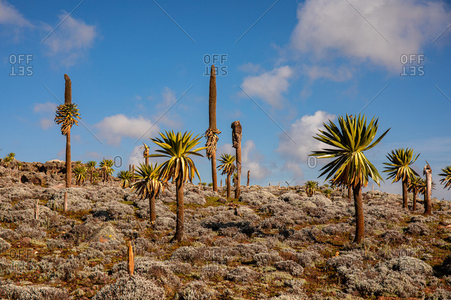Giant lobelia trees with lush foliage growing on rocky terrain on background of stormy sky in Africa