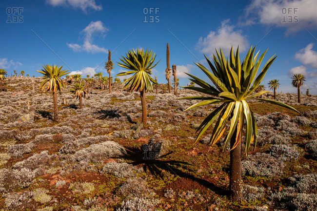Giant lobelia trees with lush foliage growing on rocky terrain on background of stormy sky in Africa