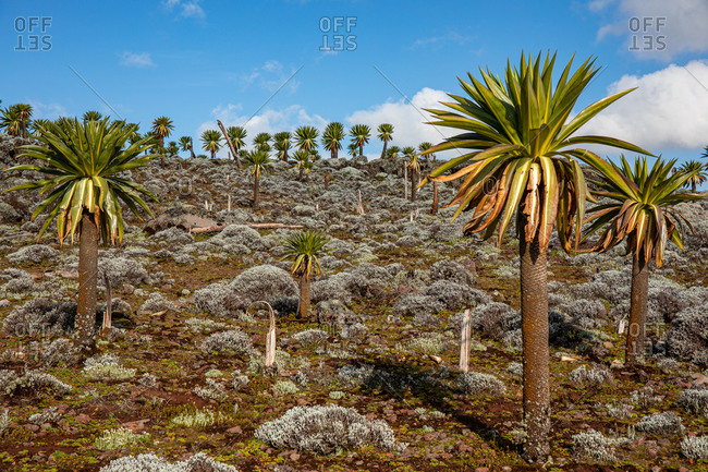 Giant lobelia trees with lush foliage growing on rocky terrain on background of stormy sky in Africa