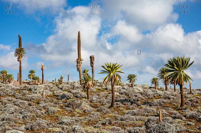 Giant lobelia trees with lush foliage growing on rocky terrain on background of stormy sky in Africa