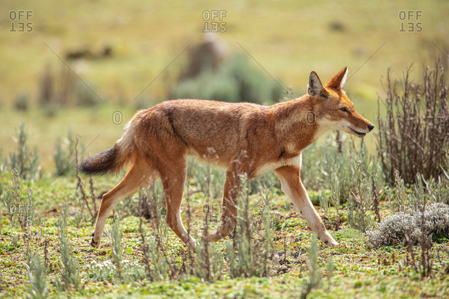Side view of wild Simien jackal with red fur walking along savanna with green grass