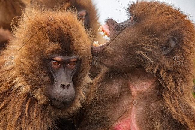 Fluffy muzzles of dense group of gelada baboons crowding in natural habitat in Ethiopia, Africa