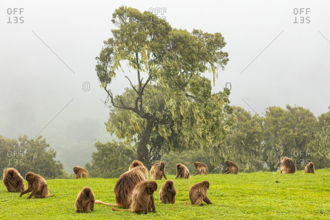 Group of gelada baboons sitting on lush meadow near green trees and eating grass in Ethiopia, Africa