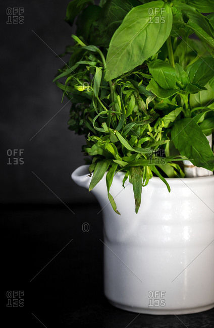 Bunch of assorted fresh aromatic culinary herbs arranged in white ceramic pot against black background