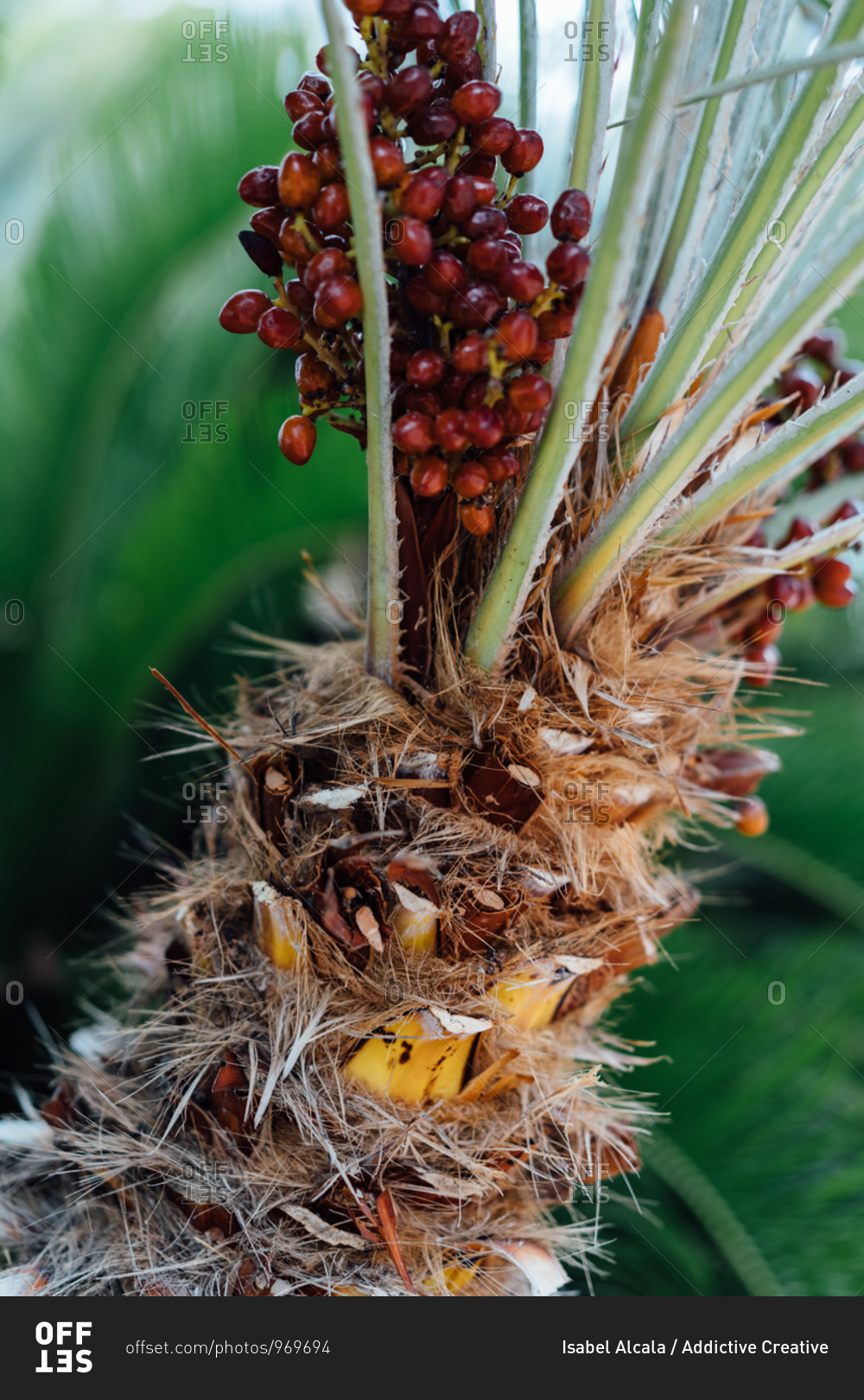 Uneven spike peach palm trunk with tall stems and bunch of small red berries behind fern leaves in afternoon