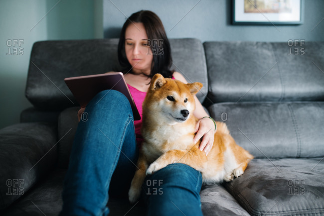 Focused female in casual outfit surfing tablet while sitting on cozy plush couch with and hugging cute Shiba Inu dog during free time at weekend day in cozy living room