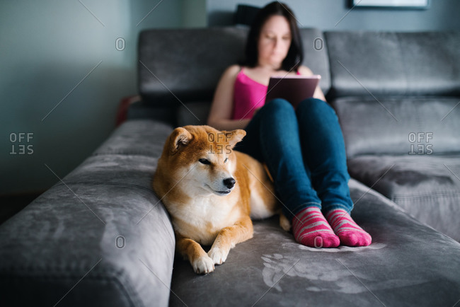 Focused female in casual outfit surfing tablet while sitting on cozy plush couch with and hugging cute Shiba Inu dog during free time at weekend day in cozy living room