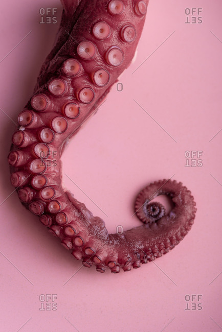 Long tentacle of raw octopus placed on pink table in luxury restaurant