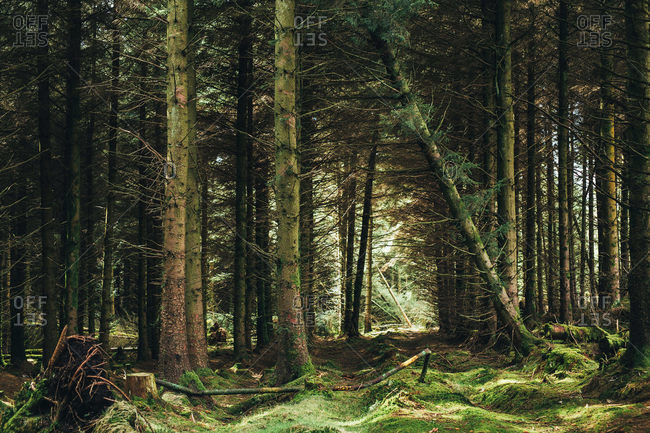 Trunks of dead trees fallen in middle of evergreen dark majestic forest in Ireland
