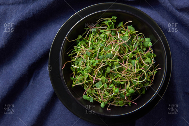 Closeup black ceramic plates with growing natural organic microgreen sprouts on a blue textile background, copy space. Vegan super food. Top view.