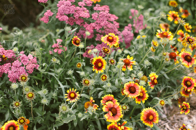 Close up of a colorful summer flower garden