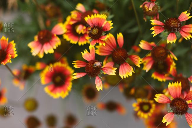 Close up of a bee pollinating a gaillardia flower