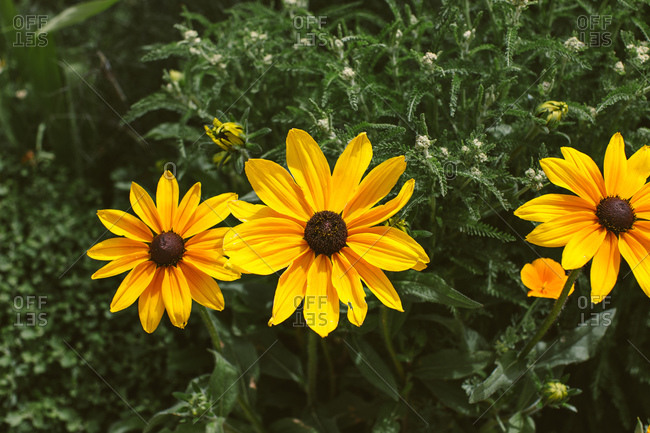 Close up of yellow black eyed Susan flowers