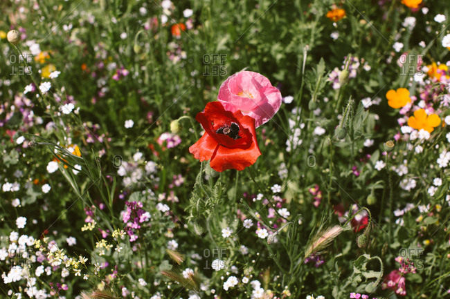 Close up of colorful poppies and wild flowers