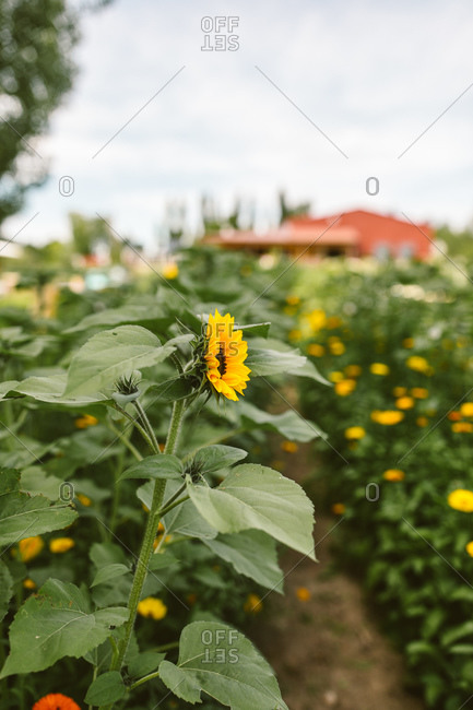 Field of sunflowers growing in summertime
