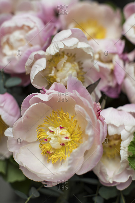 Pink and white peony flowers fully bloomed close up