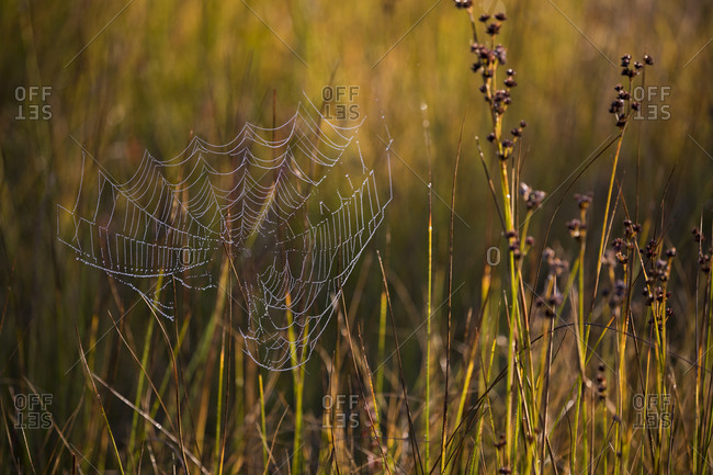 Morning Dew Stock Photos Offset