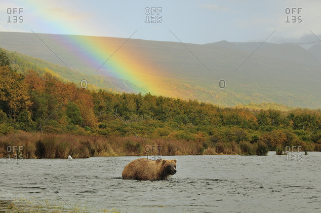 Grizzly bear in river and rainbow, Katmai National Park, Alaska, USA