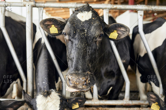Close-up of black cow standing in pen at dairy farm
