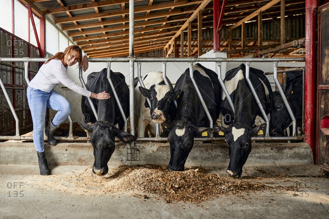 Smiling female farmer stroking cattle eating hay in dairy farm