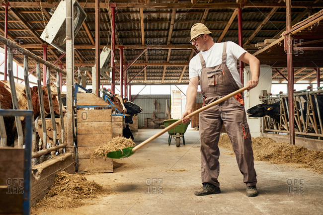 Male farmer feeding hay to cows with shovel in dairy farm