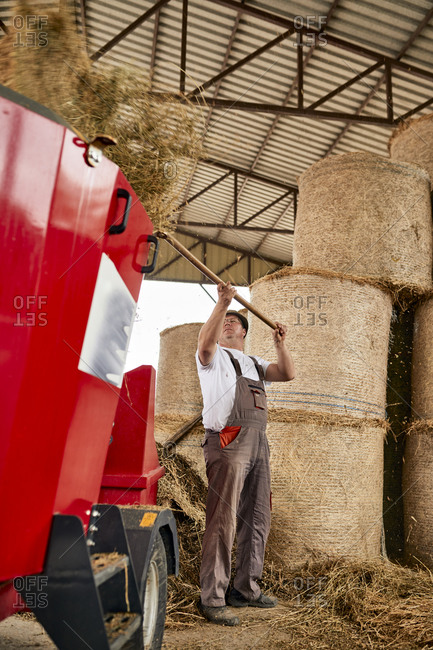 Mature man putting hay in agricultural machinery at dairy farm