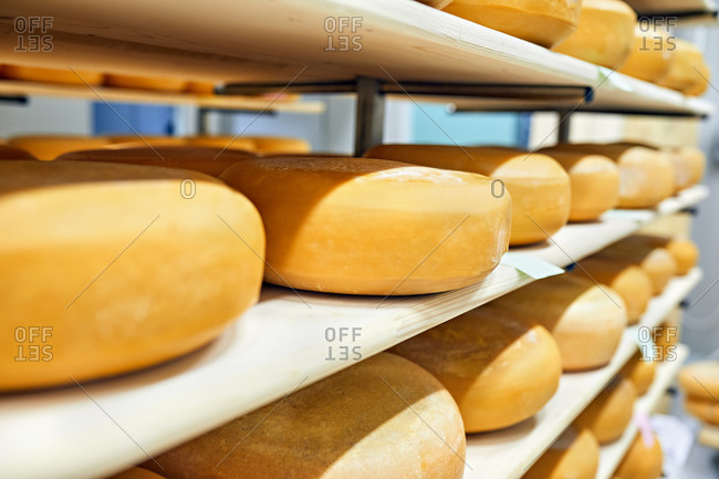 Cheese factory- cheese wheels maturing in shelf