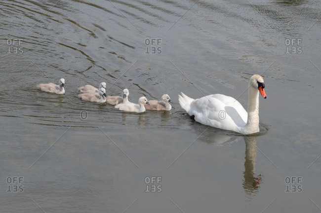 Swan with babies (cygnets) swimming in a lake