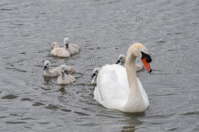 White swan and her babies swimming in a lake