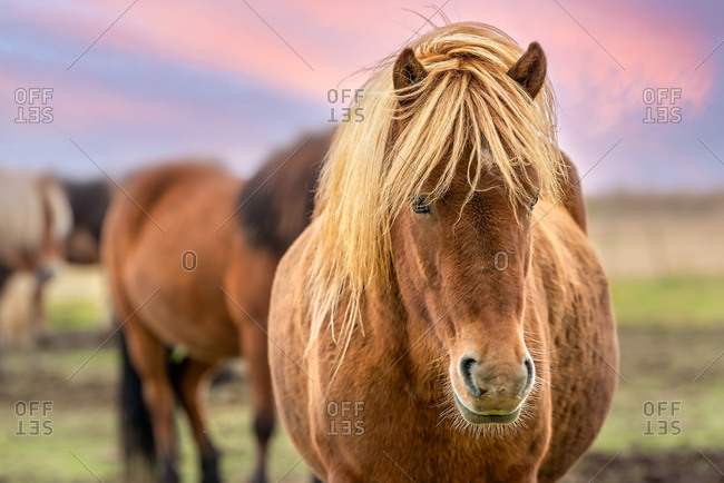 horse hair stock photos - OFFSET