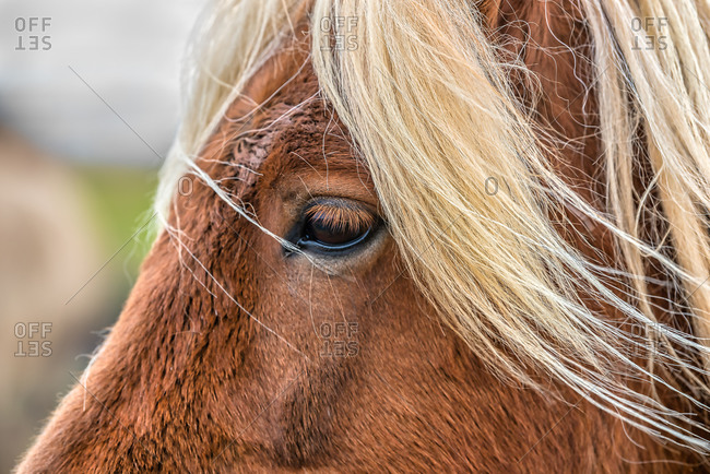 Close-up portrait of a brown Icelandic horse in Southern Iceland