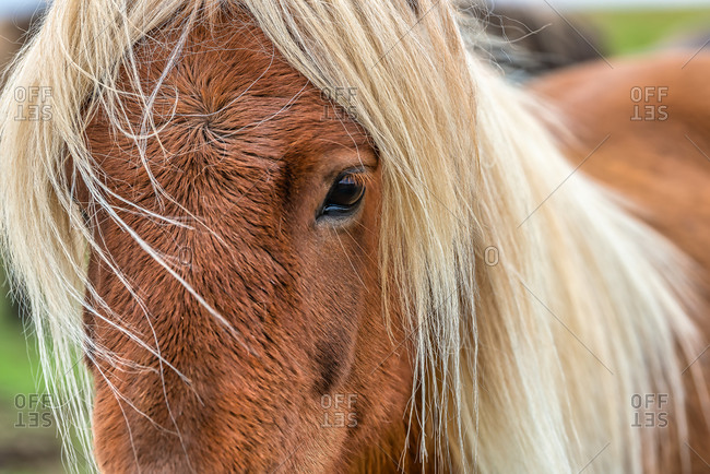 horse hair stock photos - OFFSET