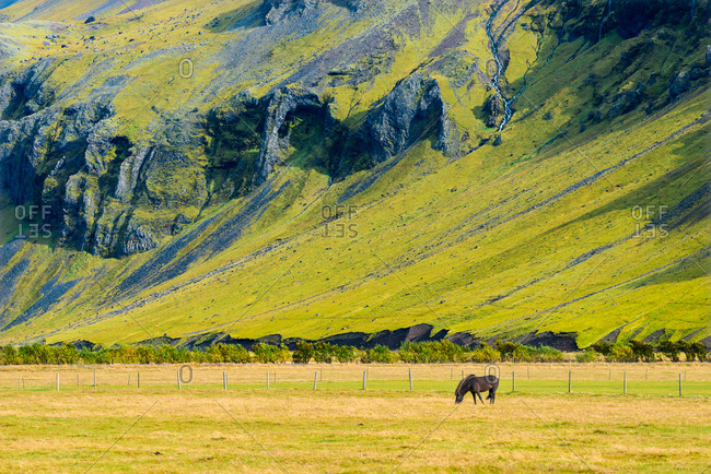 Black Icelandic horse grazing on a field near a lava hill, Southern Iceland