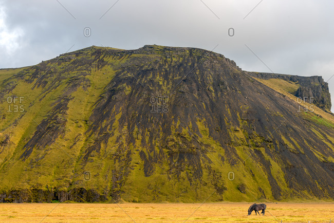 Icelandic black horse grazing in front of volcanic hill, Southern Iceland