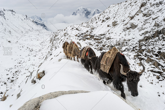 Yaks arrive with supplies for the mountaineers at Everest base camp